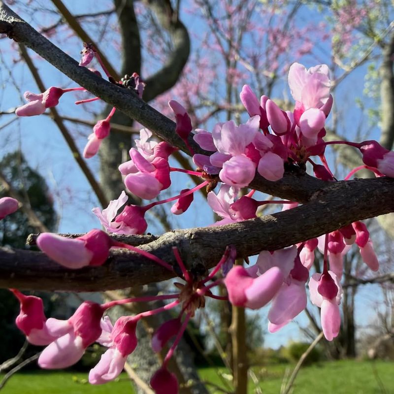 Eastern Redbud 