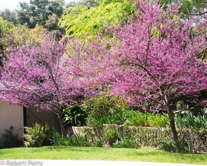 Eastern Redbud Brings Structure And Seasonal Color