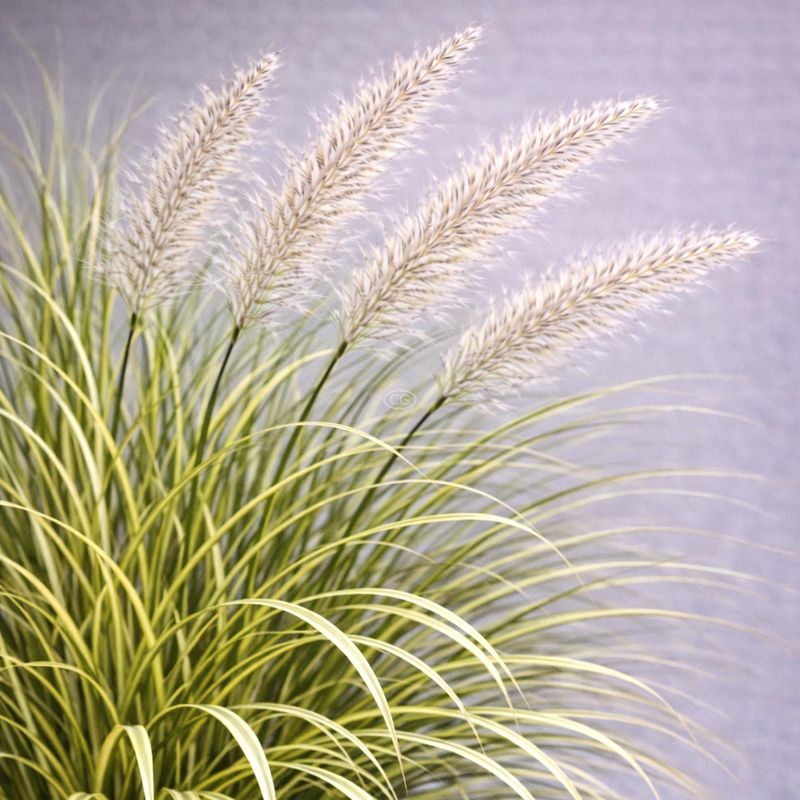Miscanthus Creates A Tall Seasonal Privacy Screen