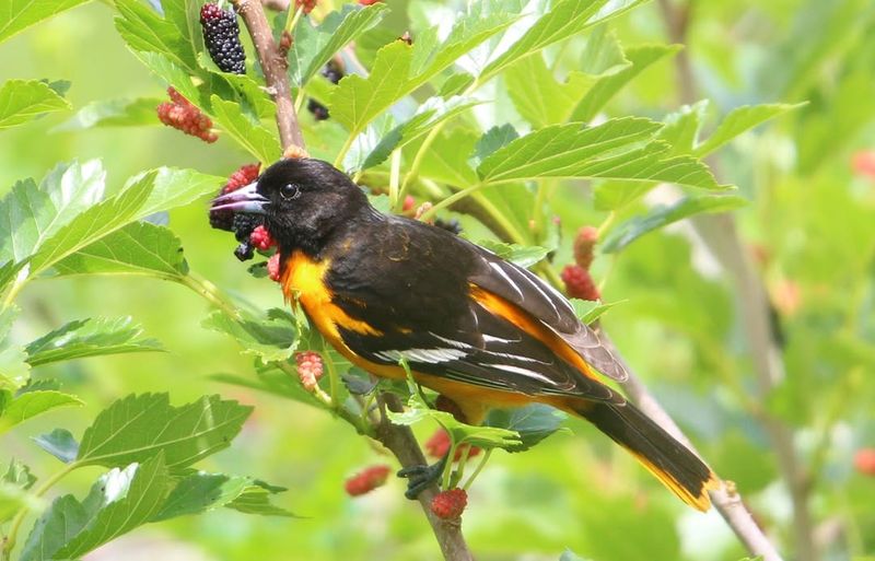 Red Mulberry (Morus rubra)