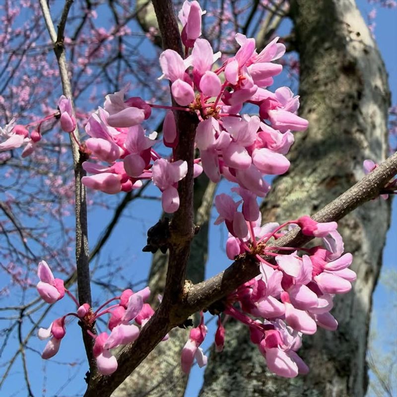 Eastern Redbud (Cercis canadensis)