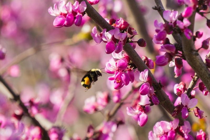 Eastern Redbud Adds Bright Color In Early Spring