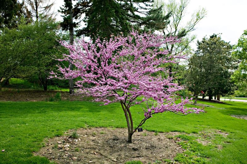 Eastern Redbud Adds Bright Pink Spring Color