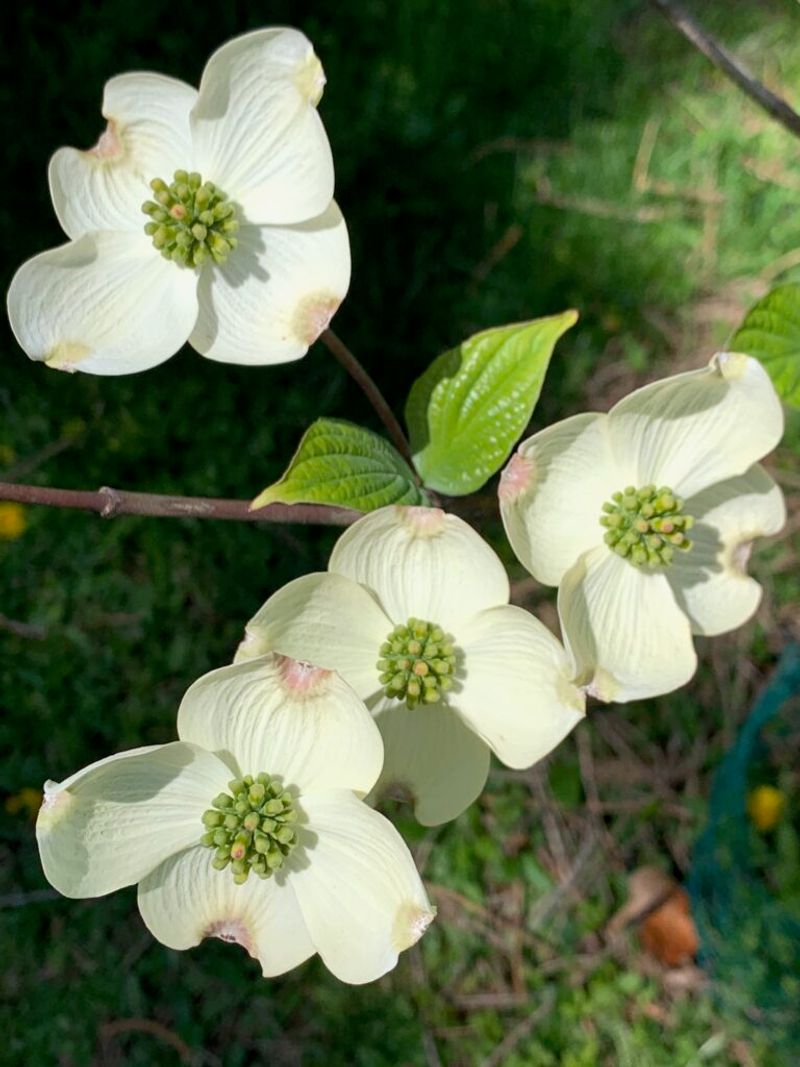 Flowering Dogwood Adds Bright Blooms And Backyard Appeal