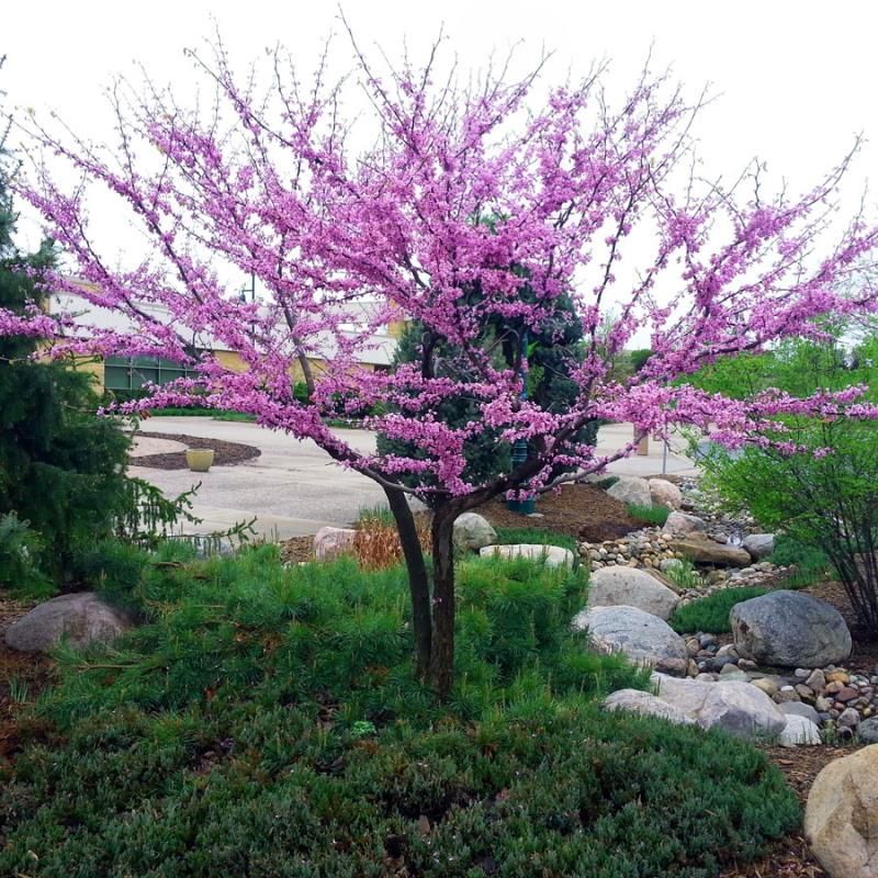 Eastern Redbud Adds Early Color