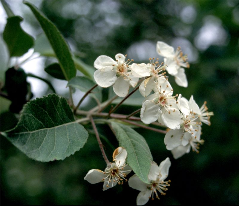 Pacific Crabapple Covers Branches In White Flowers