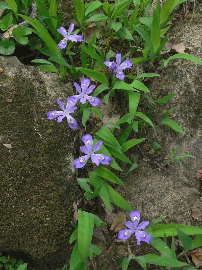 Dwarf Crested Iris Brightens The Edge Fast