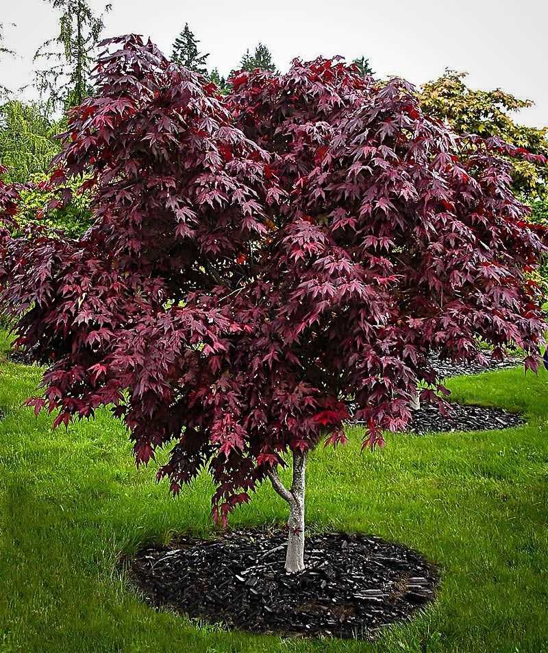 Japanese Maple Adds Graceful Form And Color