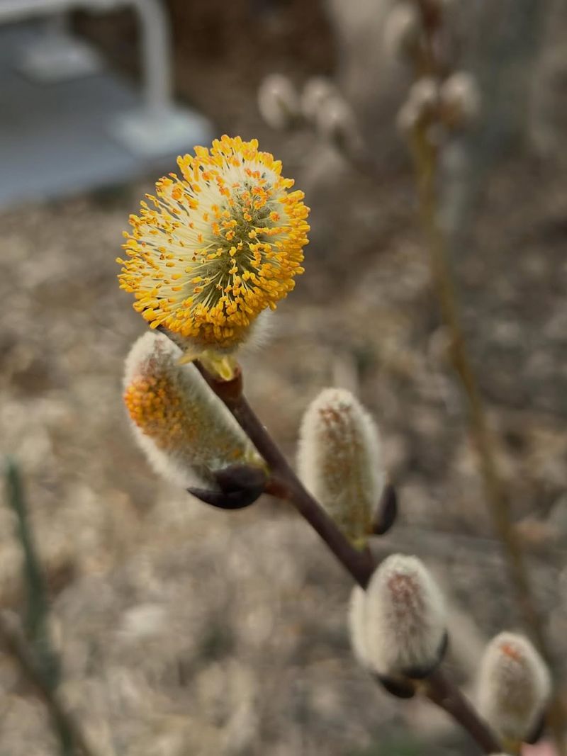 Willow Among The First Food Sources For Bees