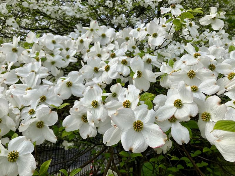 Flowering Dogwood With Classic White Blooms And Fall Color