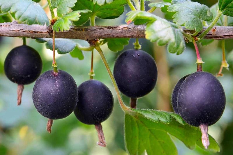 Jostaberry Produces Earlier Than Many Berry Bushes