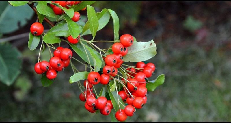 Red Chokeberry That Packs In Color