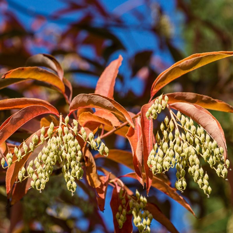 Sourwood That Bees Absolutely Love