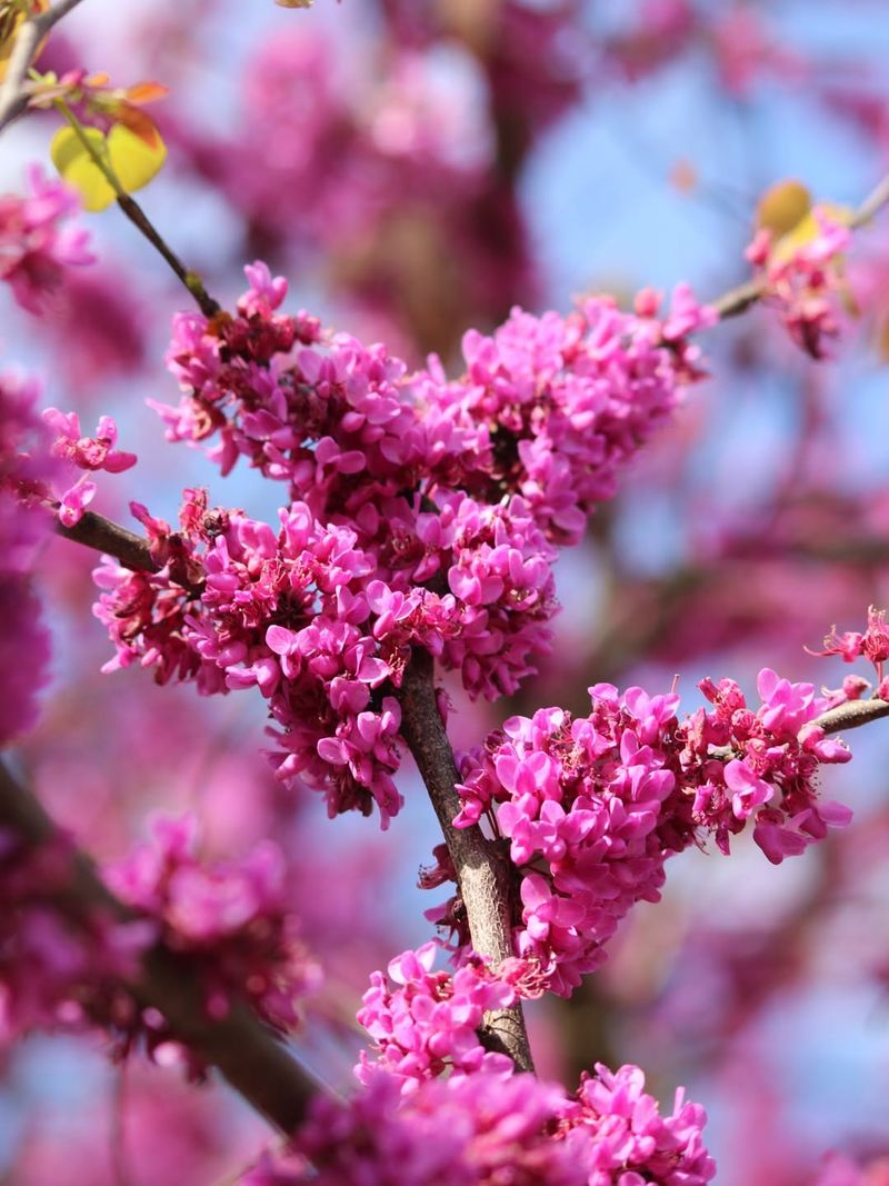 Eastern Redbud