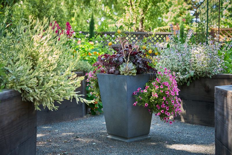 Move Or Group Containers Before Hot Weather Hits