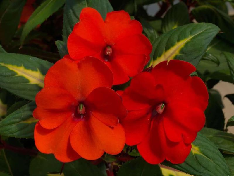 Impatiens Bursting With Color In Deep Shade