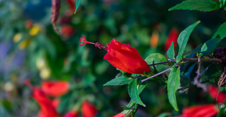 Shade-Loving Flowers That Don’t Need Sunlight To Bloom In Texas