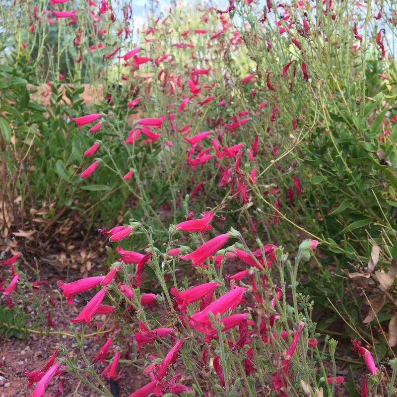Native Plants Keep The Yard Green Without Extra Work