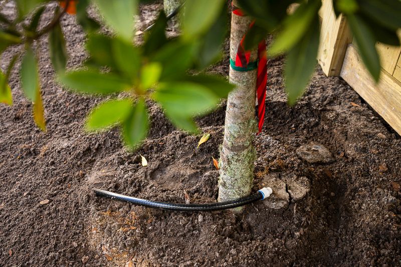 Focus On New Plantings Before Established Beds