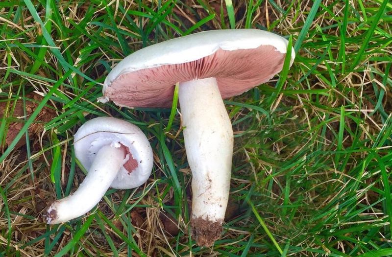Meadow Mushrooms Are The Lawn Lookalikes Everyone Knows