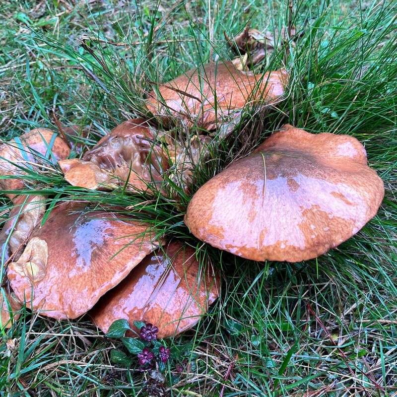 Slippery Jacks Are The Slimy Pine-Loving Finds