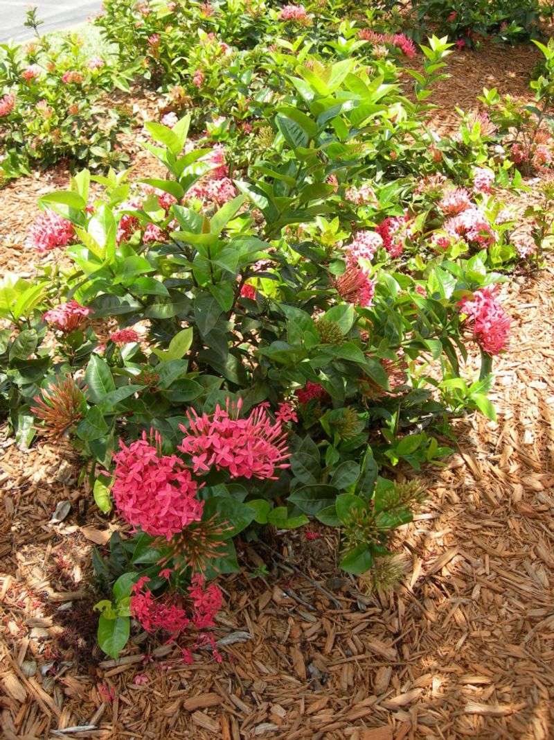 Trim Ixora Lightly After A Flowering Flush