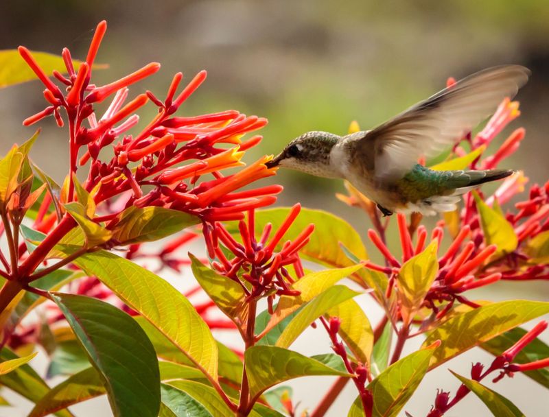 Let The Tubular Flowers Do The Hummingbird Work