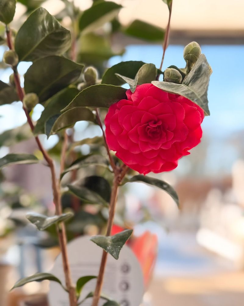 Check For Winter Damage