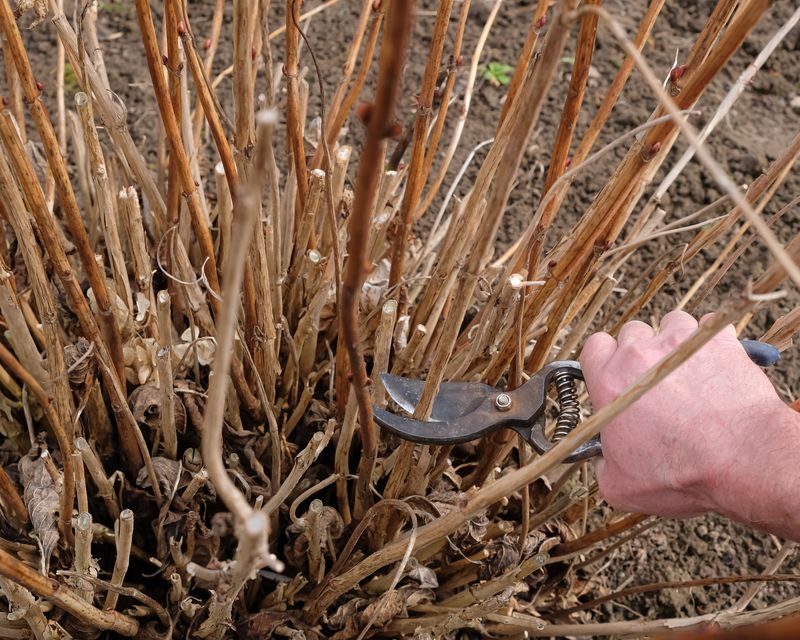 Smooth Hydrangea, Go Ahead And Cut It Back