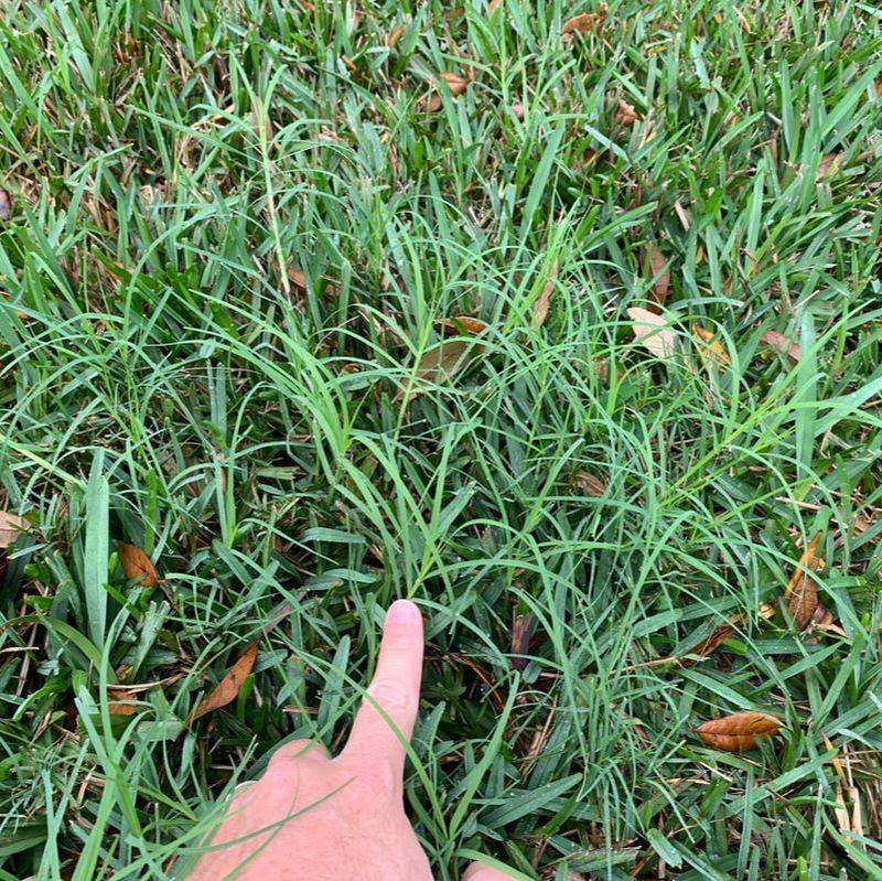 Spot Weeds Early Before Thin Turf Gives Them Room