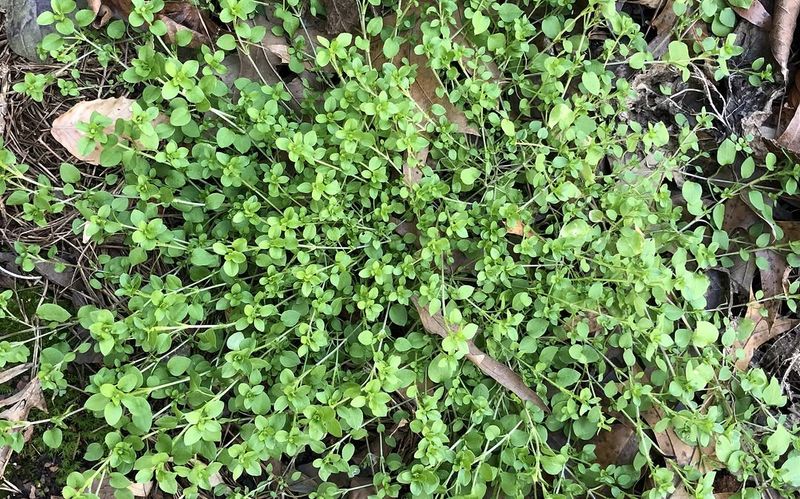 Cut Back Winter Weeds Early