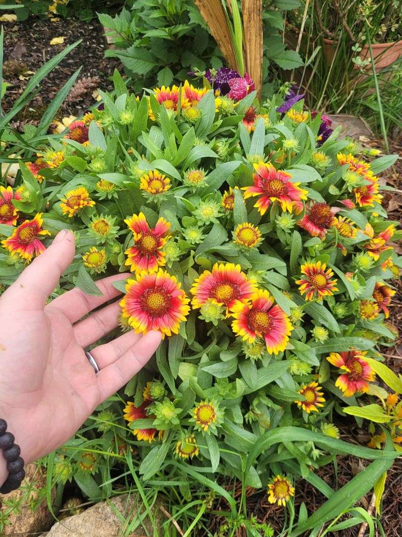 Blanketflower: Heat-Tolerant Color That Lasts