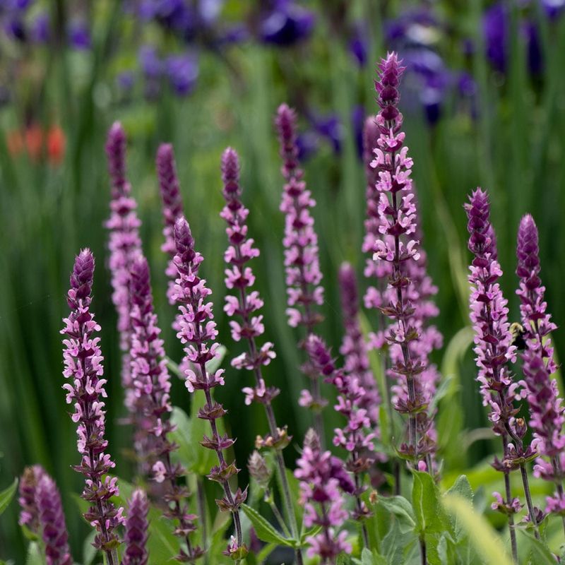 Salvia Rebloom After A Midseason Cutback