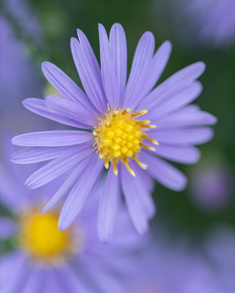 Asters