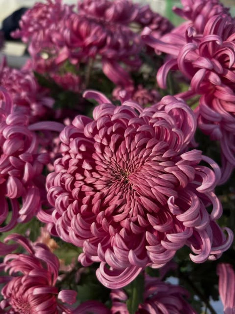 Chrysanthemum