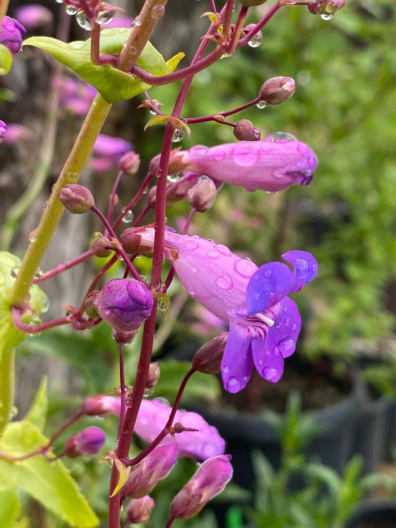 Penstemon