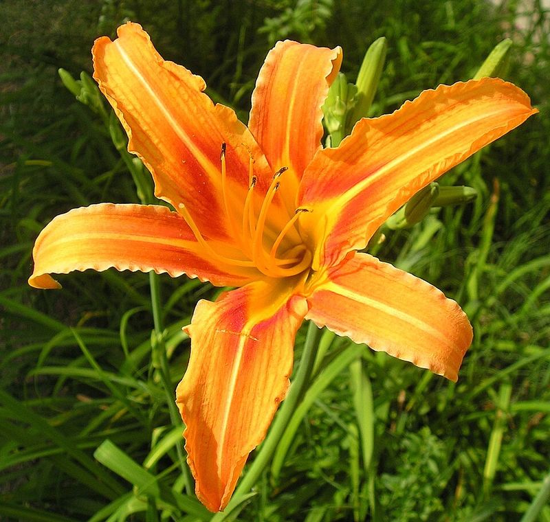 Daylily Adapts Easily To Different Garden Conditions