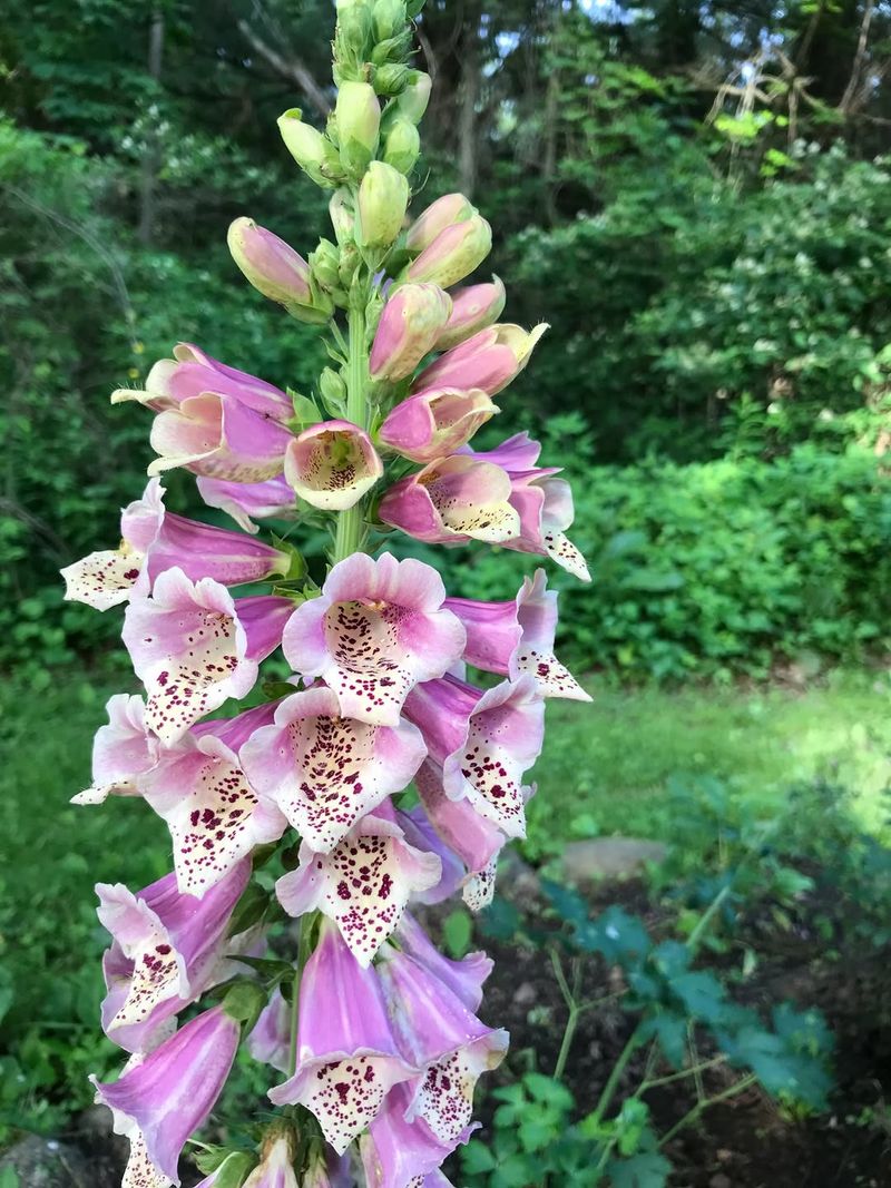 Foxglove Adds Height And Cottage Charm
