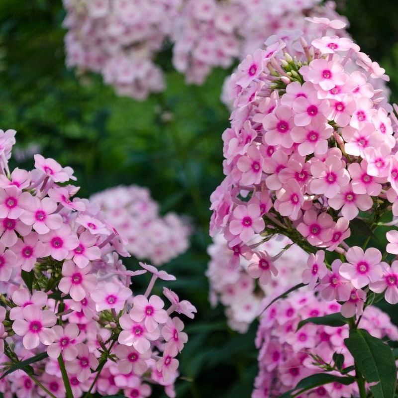 Garden Phlox Benefits From Early Season Division