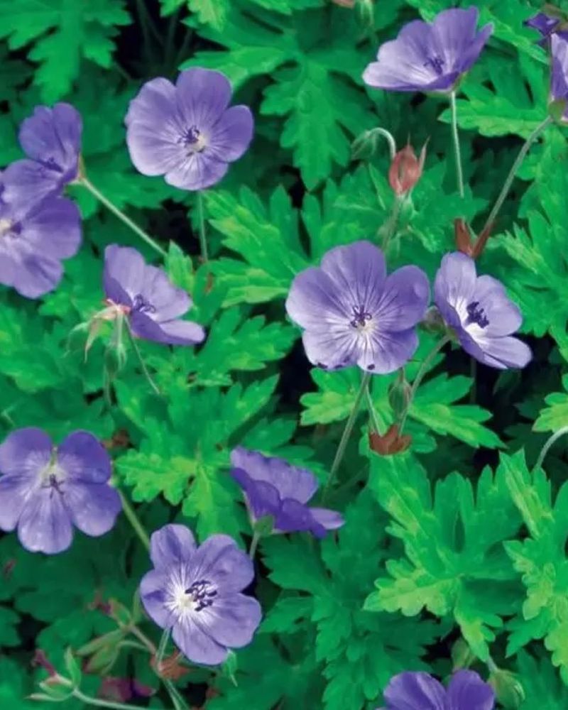 Hardy Geranium Flowers Over An Extended Season