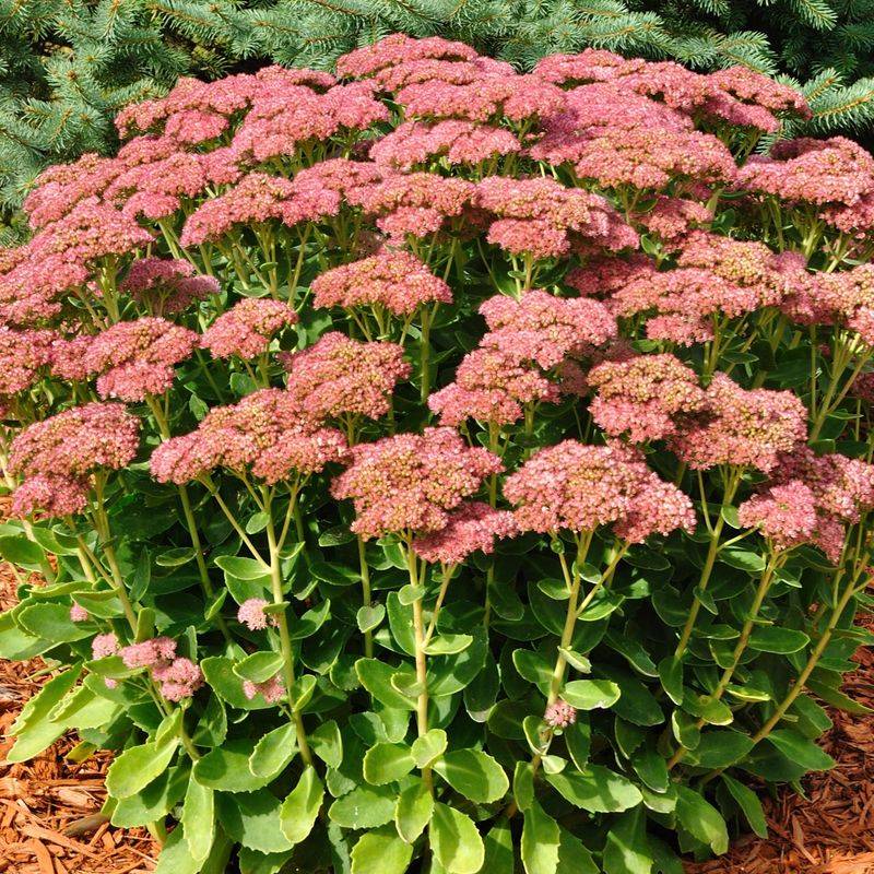 Sedum (Autumn Joy And Similar Types)