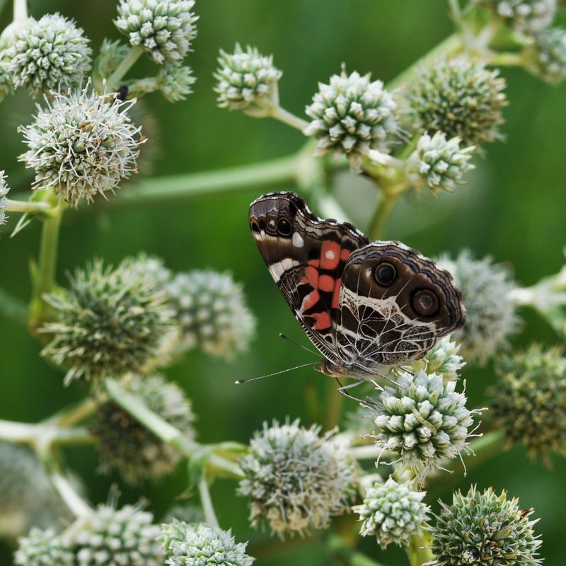 Plant Groups Make Flowers Easier To Find