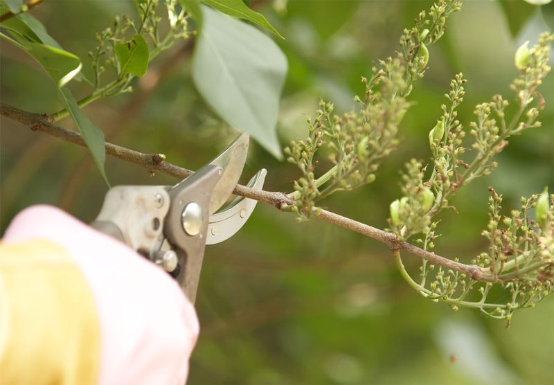 Keep The Pruners Down Until Bloom Time Ends