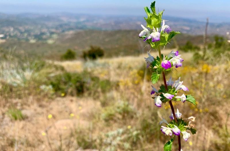 San Diego Thornmint