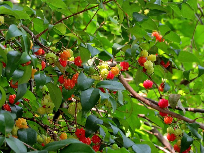 Surinam Cherry Creates More Problems Than Expected