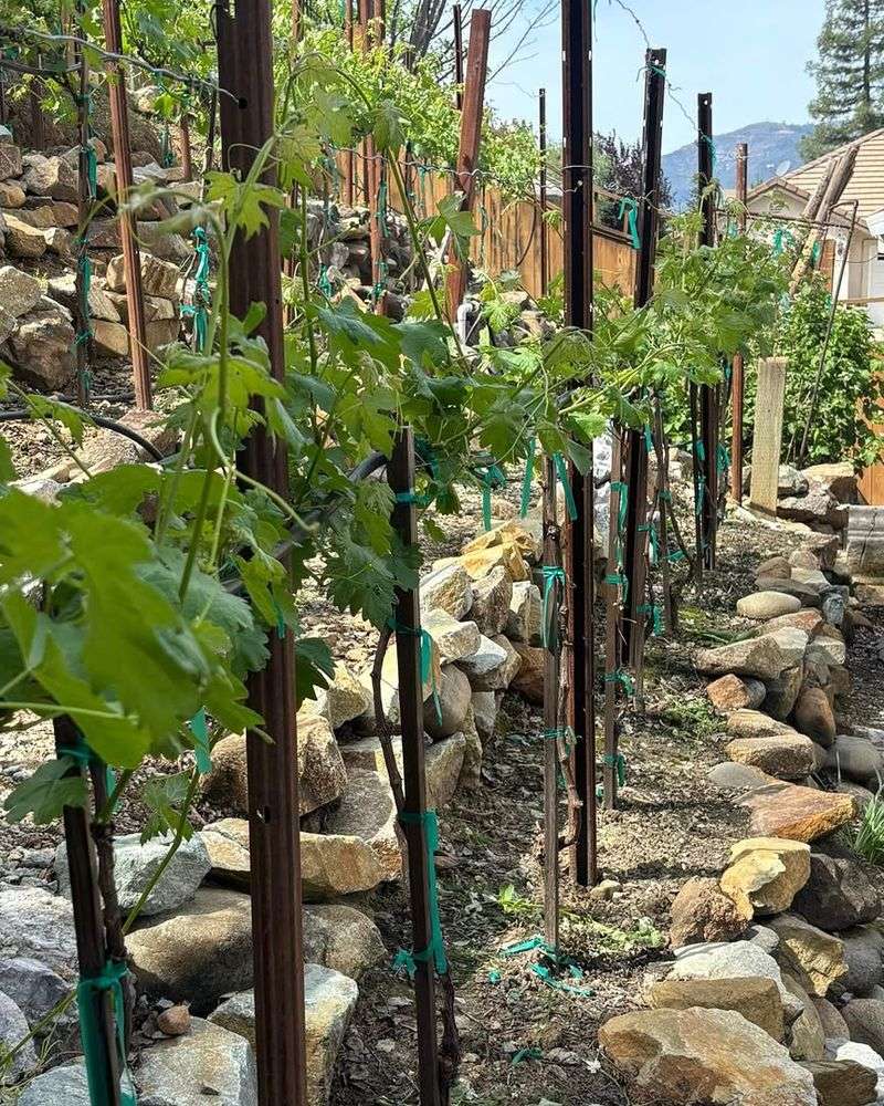 Proper Trellis Support Keeps Vines Productive And Manageable