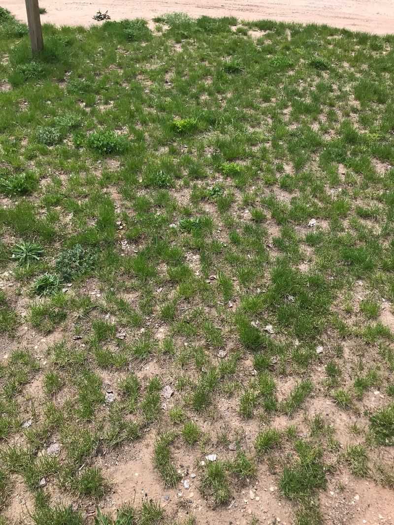 Bare Spots Give Seeds A Chance