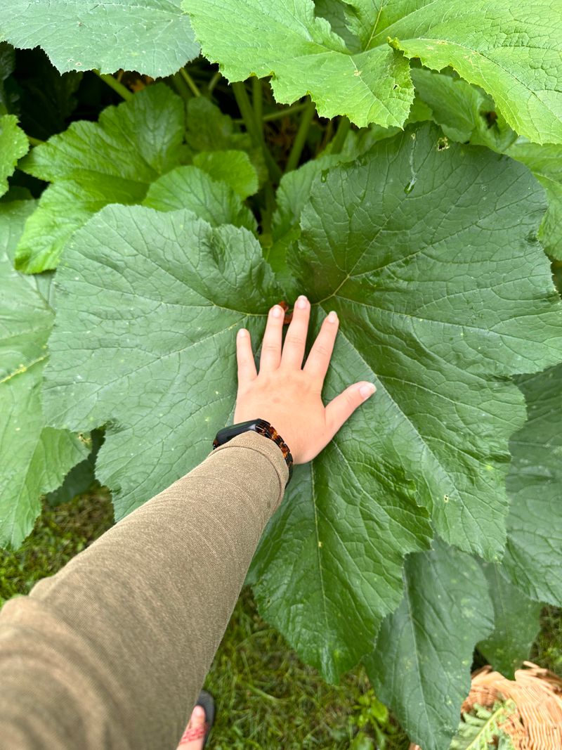 Large Leaves Can Trap Moisture And Encourage Disease