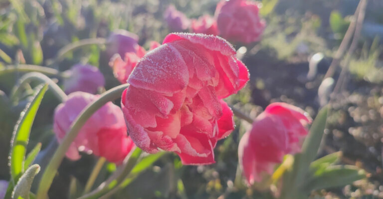 Should You Cover Tulips During Cold Nights In April In Ohio?