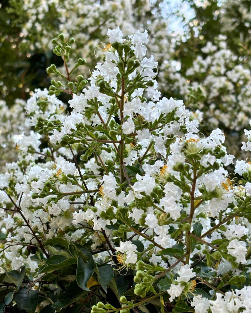 Fertilize In Early To Mid April As New Growth Begins